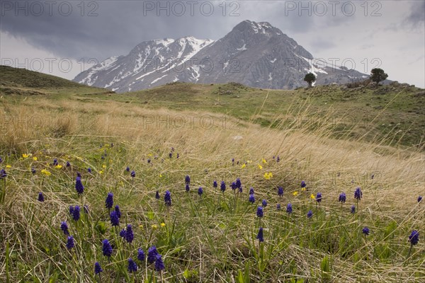 Muscari racemosum