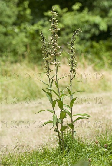 Purple violet helleborine