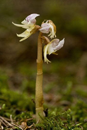 Ghost Orchid