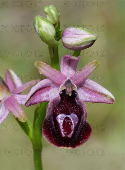 Horseshoe bee-orchid