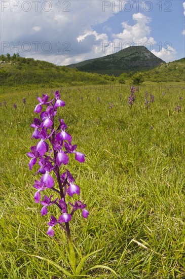 Loose-flowered Orchid