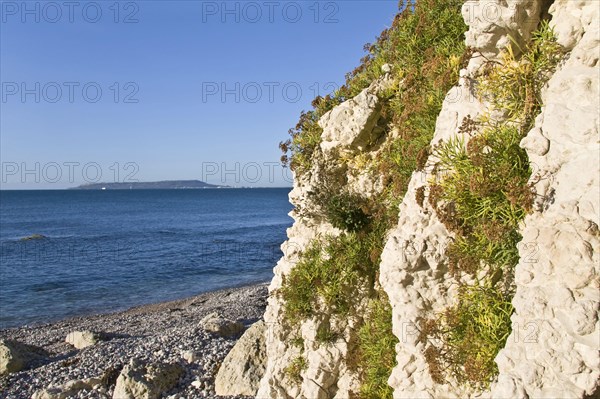 Rock samphire