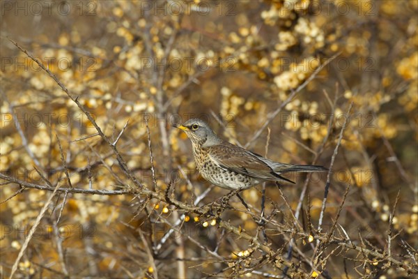 Fieldfare