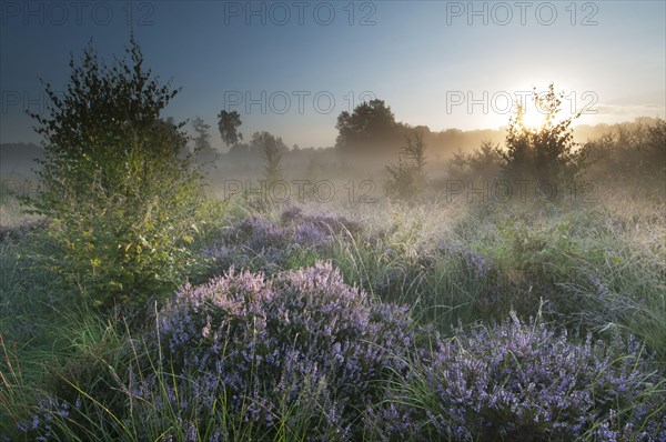 Common heather