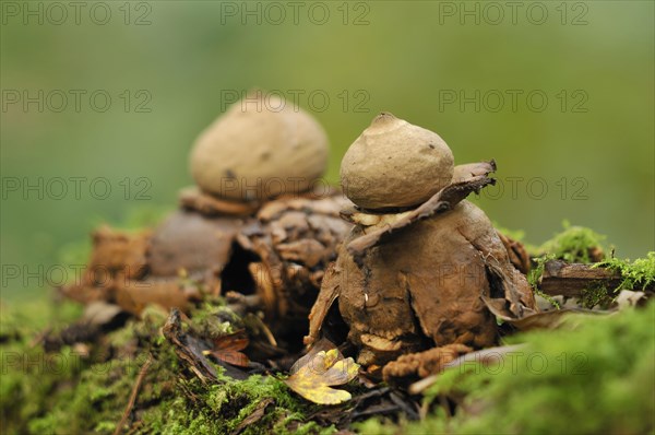 Common Earth-star