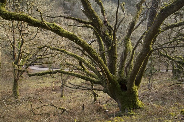 Sessile oak