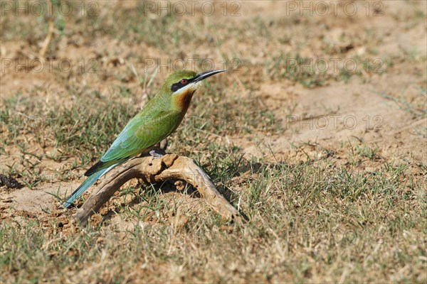 Blue-tailed bee-eater