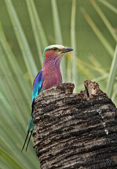 Lilac-breasted roller