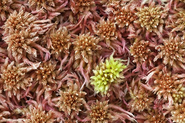 Acute-leaved sphagnum