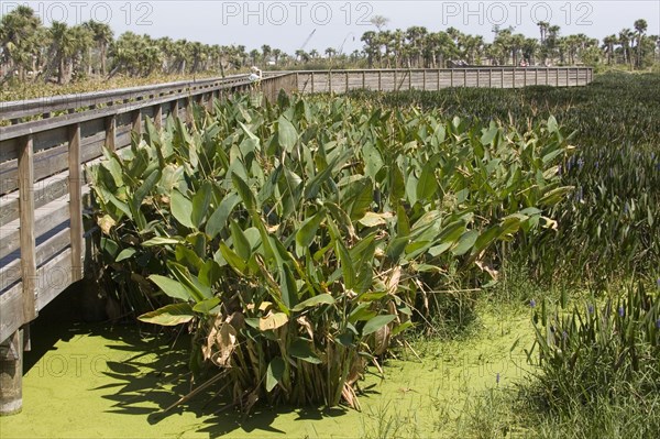 Arrowroot