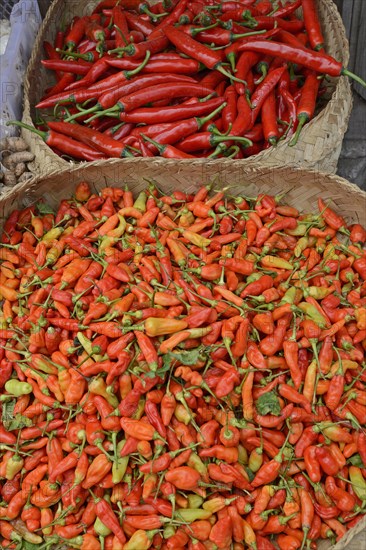 Different varieties of red chilli peppers