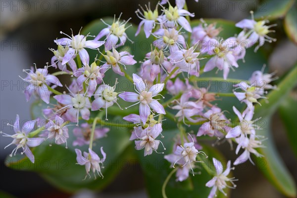 Crassula arborescens