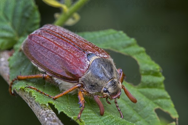 Cockchafer