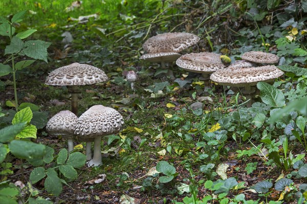 Parasol mushrooms