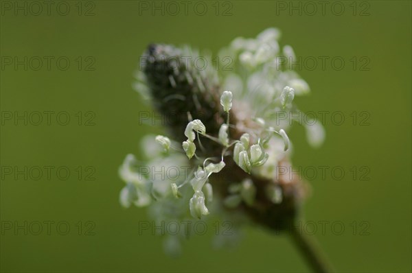 Ribwort