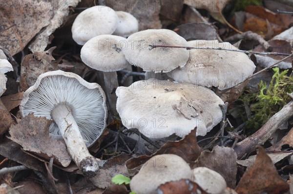 Tricholoma skalturatum