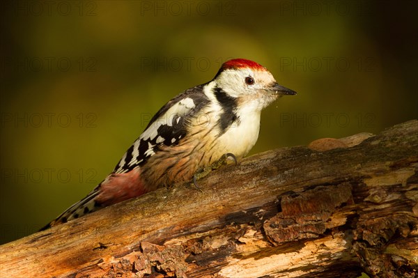 Middle Spotted Woodpecker