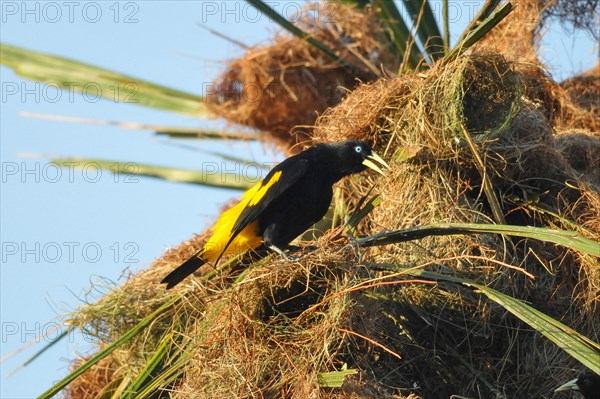 Yellow-backed Oropendola