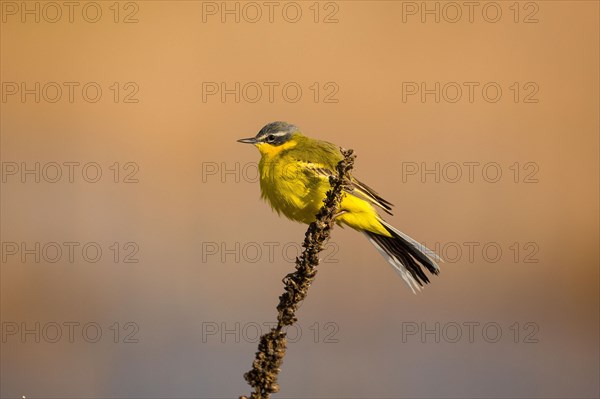 Yellow Wagtail