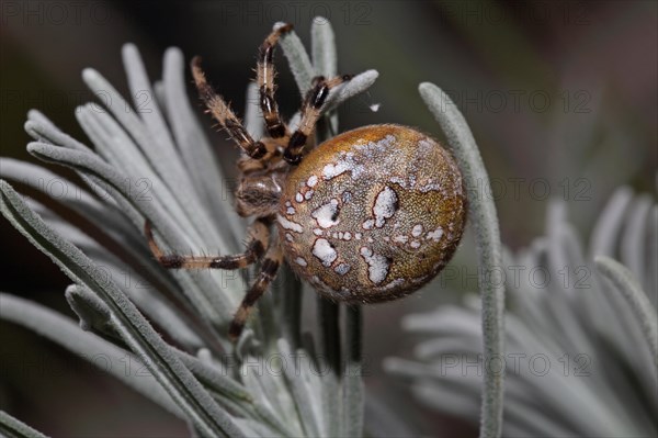 Four-spot orb weaver