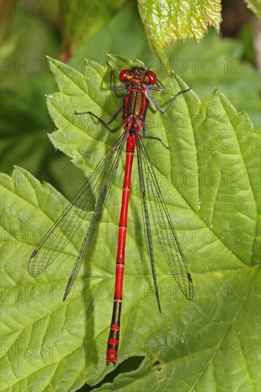 Large Red Damselfly