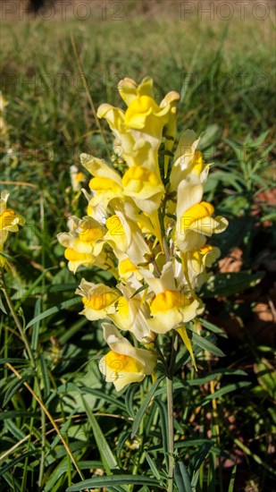 (Linaria vulgaris) SNAPDRAGON