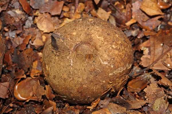 Ruffed Earth Star