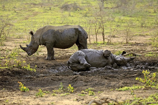 White rhinoceroses