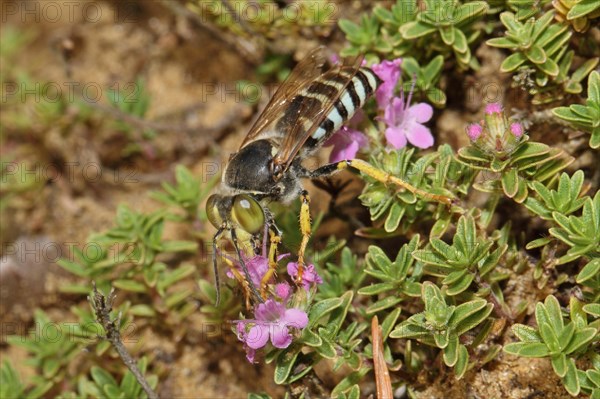 Beaked gyro wasp