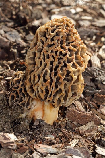 Edible morel