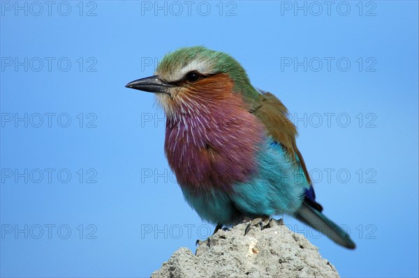 Lilac breasted roller