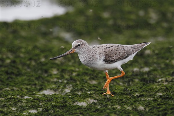 Terek sandpiper