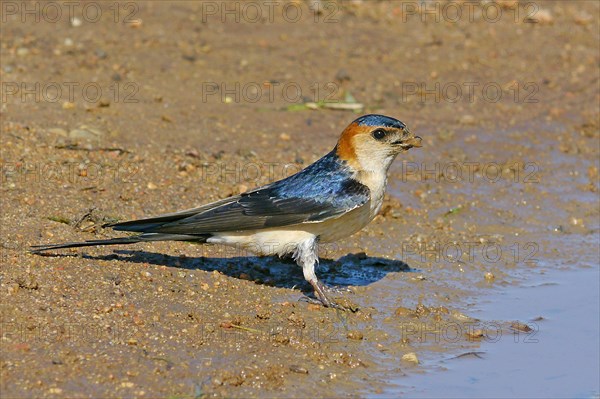 Red-rumped swallow