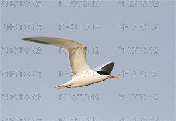 Elegant Tern