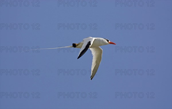 Red-billed Tropicbird