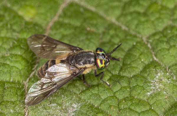 Horsefly