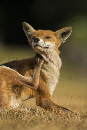 European Red Fox