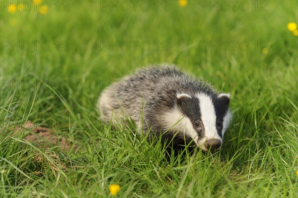 Eurasian Badger