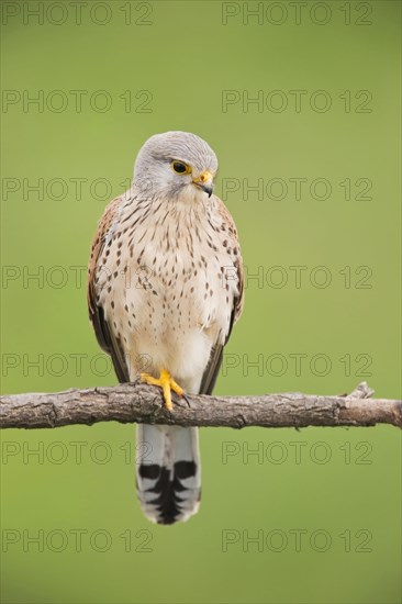 Common Kestrel