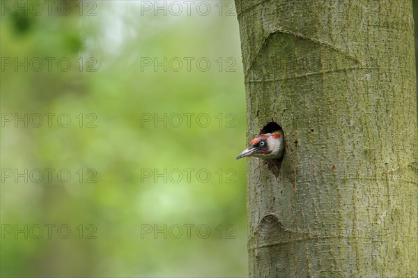 European Green Woodpecker