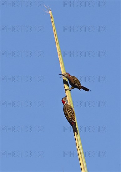 Spanish hispaniolan woodpecker