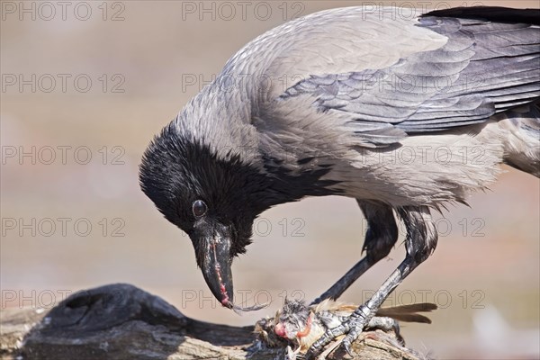 Hooded Crow