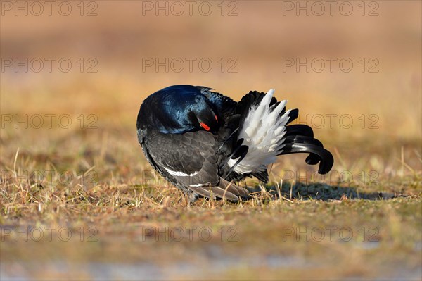 Black grouse