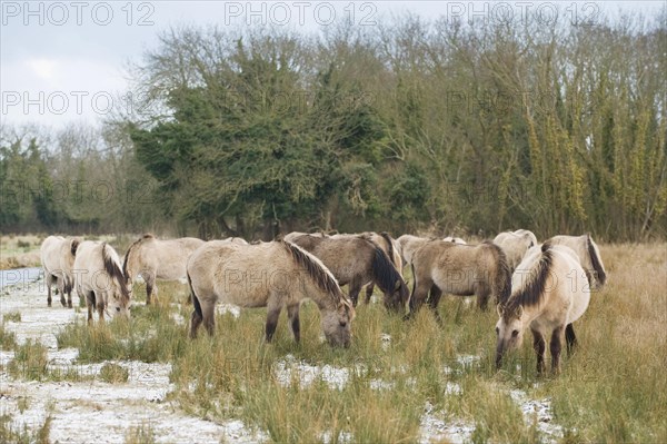 Konik horse