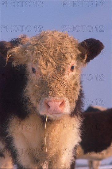 Beef cattle Hereford calf in winter