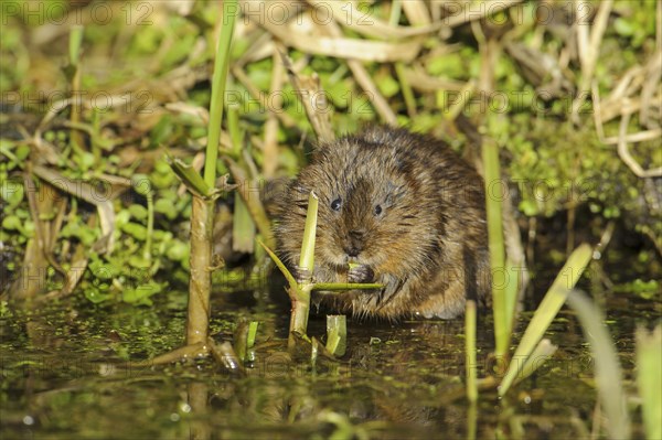 Eastern vole