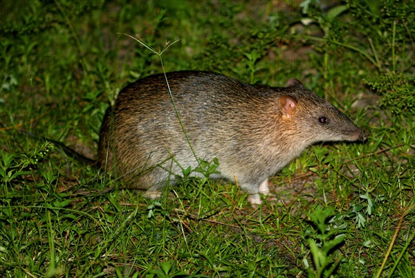 Northern brown northern brown bandicoot