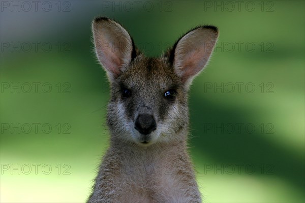 Agile Wallaby