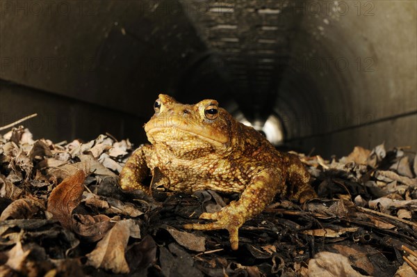 Common toad