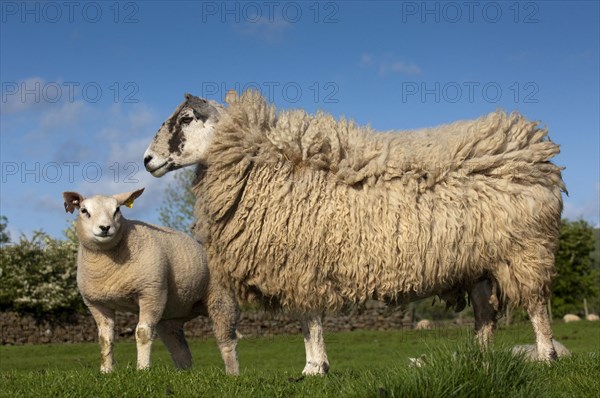 Domestic Sheep